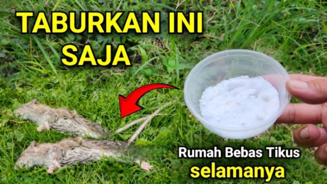 Cara Mengusir Tikus