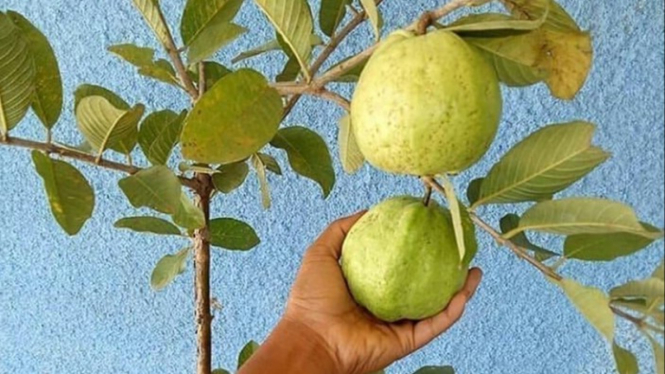 Jambu kristal