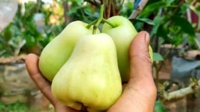 Teknik penyambungan pohon salam dan jambu air.