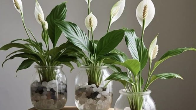 Tanaman Hias Peace Lily Media Air